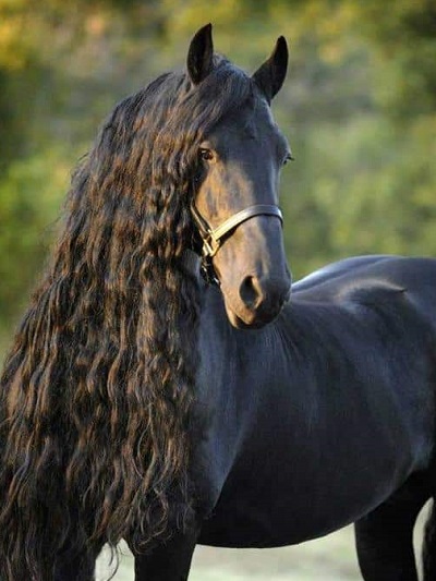 frederik great etalon frison noir cheval plus beau monde