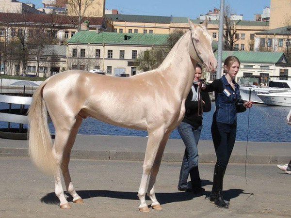 akhal teke doré