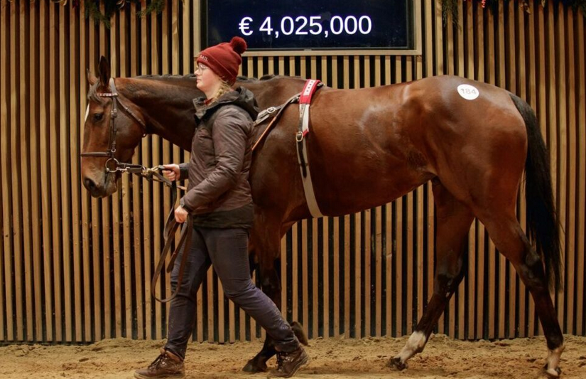 arqana vente record pouliche